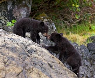 Black Bear Cubs in Tofino